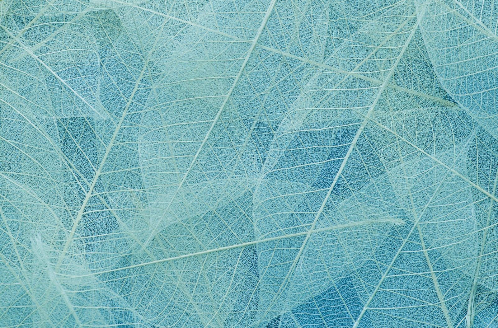 The image shows a collection of delicate, translucent leaves layered over each other in shades of blue.