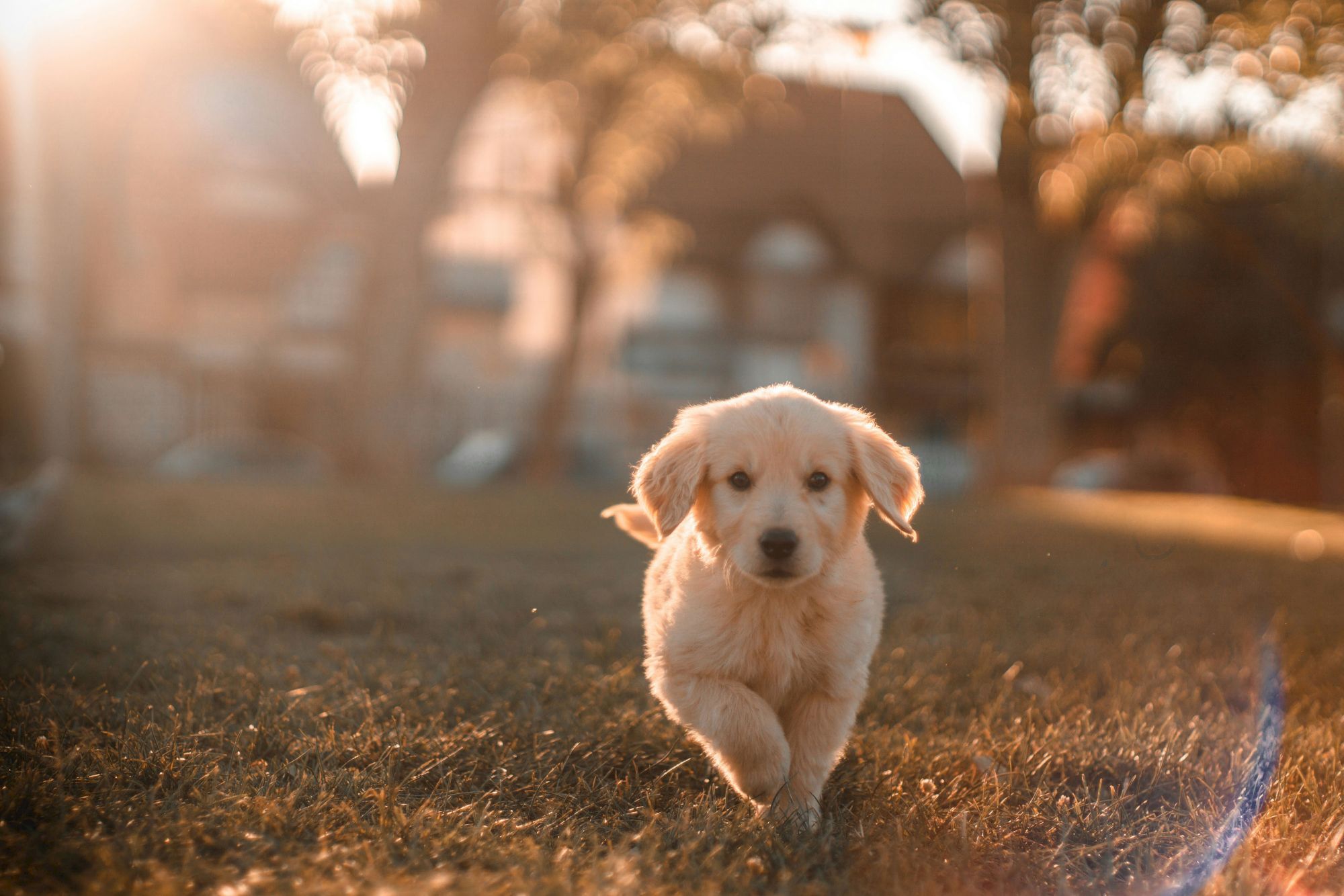 A fluffy puppy is running on a grassy lawn with a soft, golden glow in the background, suggesting a sunset.