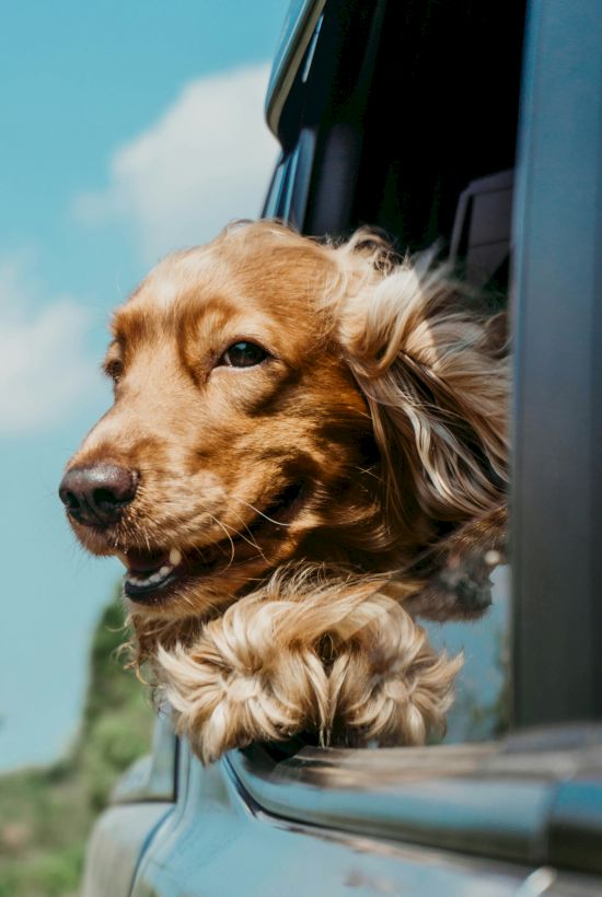 A dog is enjoying a car ride with its head out the window, feeling the breeze on a sunny day.