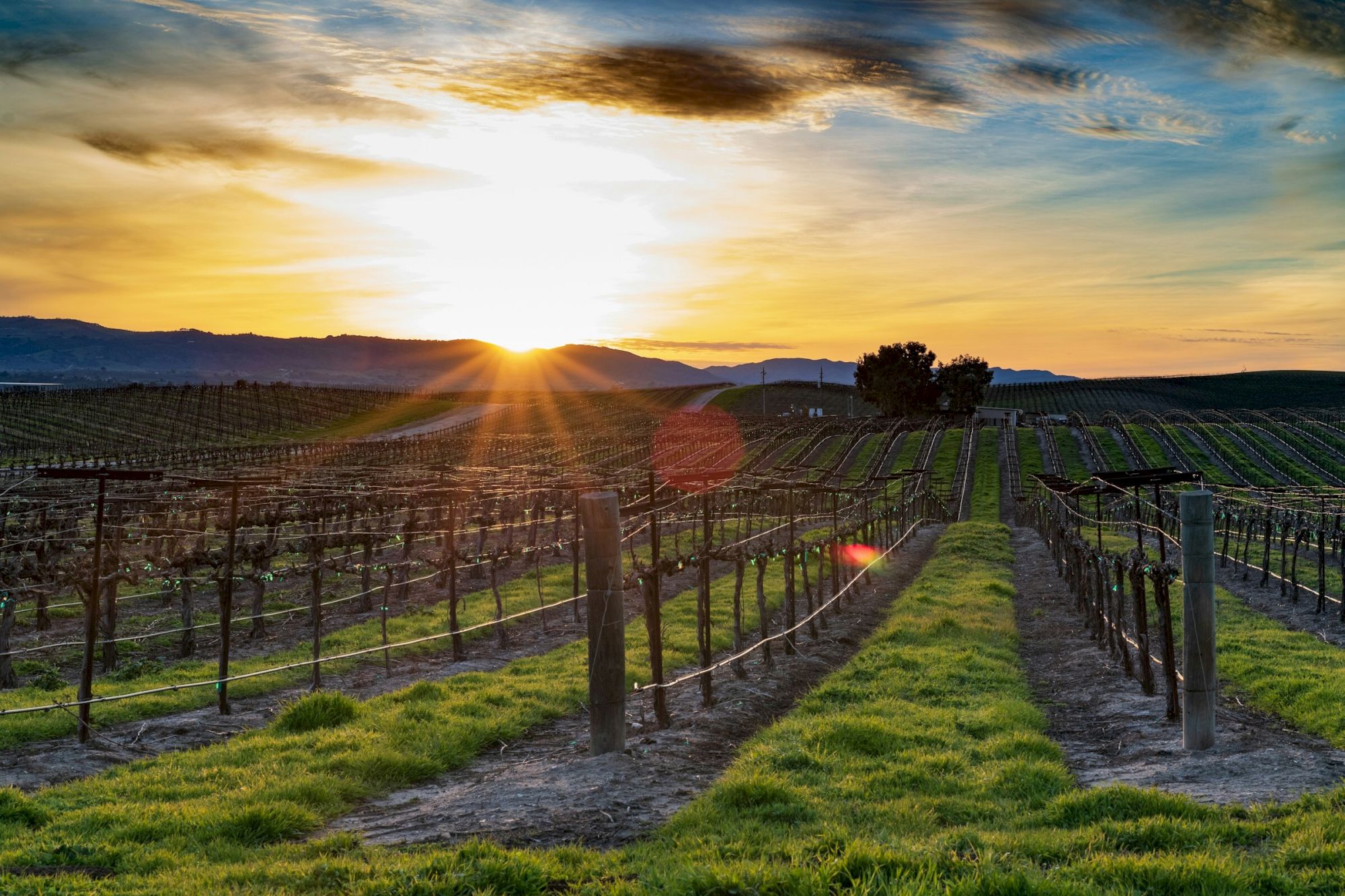 A vineyard at sunset, with rows of grapevines under a colorful sky and the sun setting over distant hills.