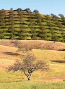 A landscape of green and golden hills with scattered trees under a clear blue sky.