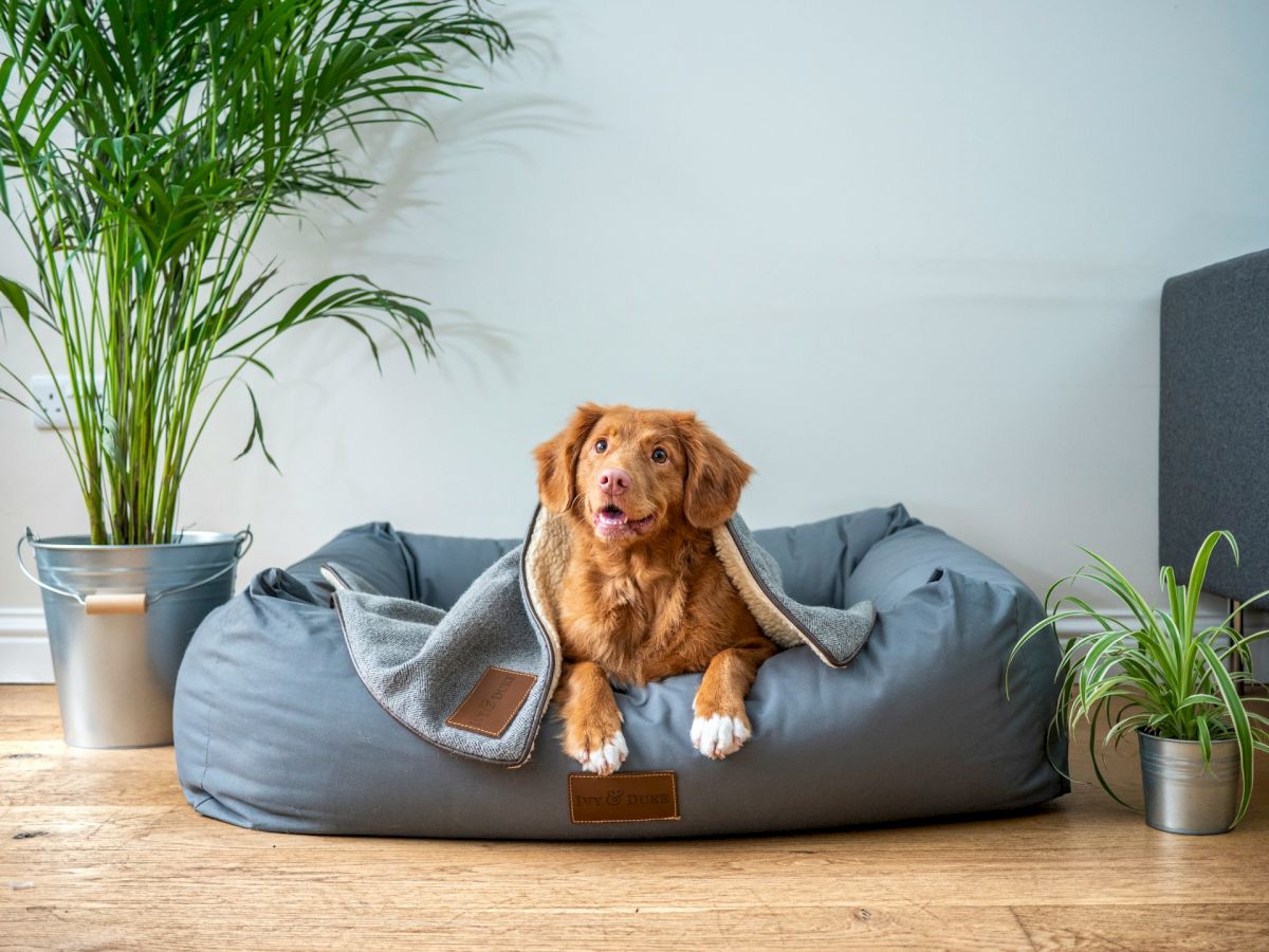 A dog is comfortably resting on a gray dog bed with a blanket in a room, surrounded by green plants in pots on a wooden floor.