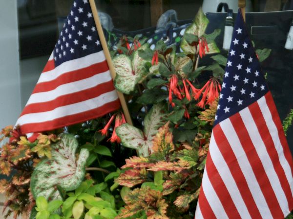 The image shows two small American flags placed among various potted plants and flowers.